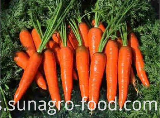Fresh Carrots Are Popular